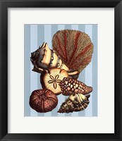 Framed Shell and Coral on Aqua II