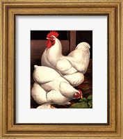 Framed Cassell's Roosters I