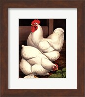 Framed Cassell's Roosters I