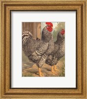 Framed Cassell's Roosters II