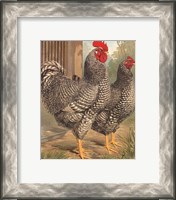 Framed Cassell's Roosters II