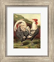 Framed Cassell's Roosters III