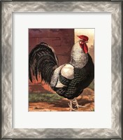 Framed Cassell's Roosters IV