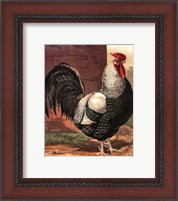 Framed Cassell's Roosters IV