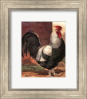 Framed Cassell's Roosters IV