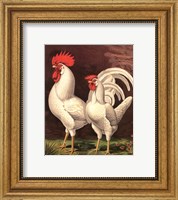 Framed Cassell's Roosters VI