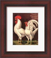 Framed Cassell's Roosters VI
