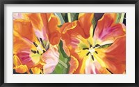 Framed Two Parrot Tulips