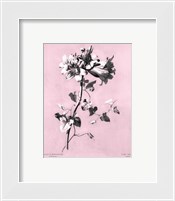 Framed Amaryllis on Pink