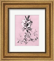 Framed Lilium on Pink