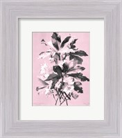 Framed Ellebore on Pink