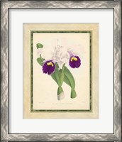 Framed Orchid I
