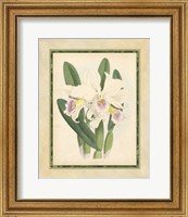 Framed Orchid II