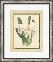 Framed Orchid II