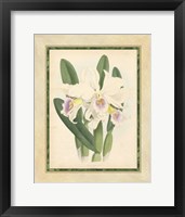 Framed Orchid II