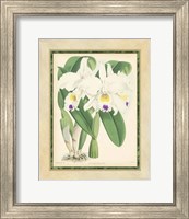 Framed Orchid III