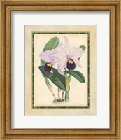 Framed Orchid IV