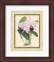 Framed Orchid IV