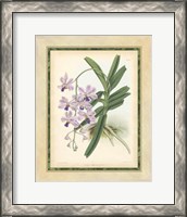 Framed Orchid V