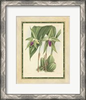 Framed Orchid VI