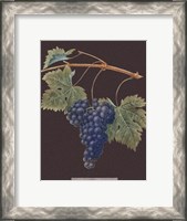 Framed Purple Grapes