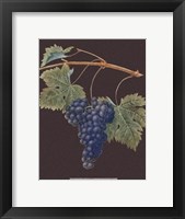 Purple Grapes Framed Print