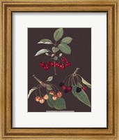 Framed Cherries