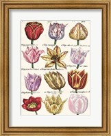 Framed Tulips En Masse I