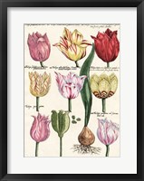 Framed Tulips En Masse II