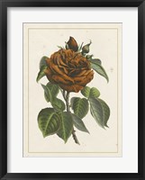 Framed Chinese Red Rose I