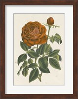 Framed Chinese Red Rose II