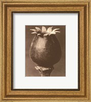 Framed Sepia Botany Study I