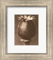 Framed Sepia Botany Study I