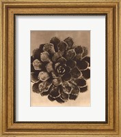 Framed Sepia Botany Study II