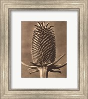 Framed Sepia Botany Study III