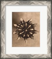 Framed Sepia Botany Study IV