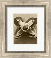 Framed Sepia Botany Study V