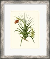 Framed Exotic Flora III