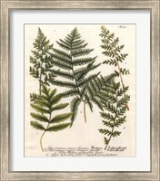 Framed Fern Gathering II