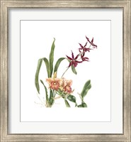 Framed Orchid I (Le)