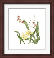 Framed Orchid II (Le)