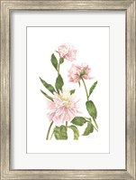 Framed Peony III (Le)