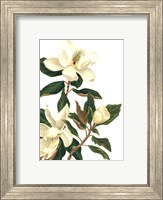 Framed Magnolia I (Le)