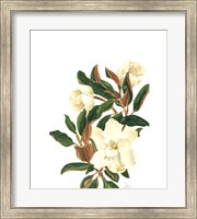 Framed Magnolia II (Le)