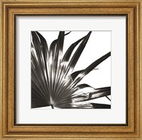 Framed Black and White Palm I