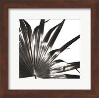Framed Black and White Palm I