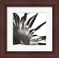 Framed Black and White Palm I