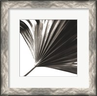 Framed Black and White Palm II