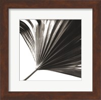 Framed Black and White Palm II