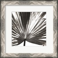 Framed Black and White Palm III